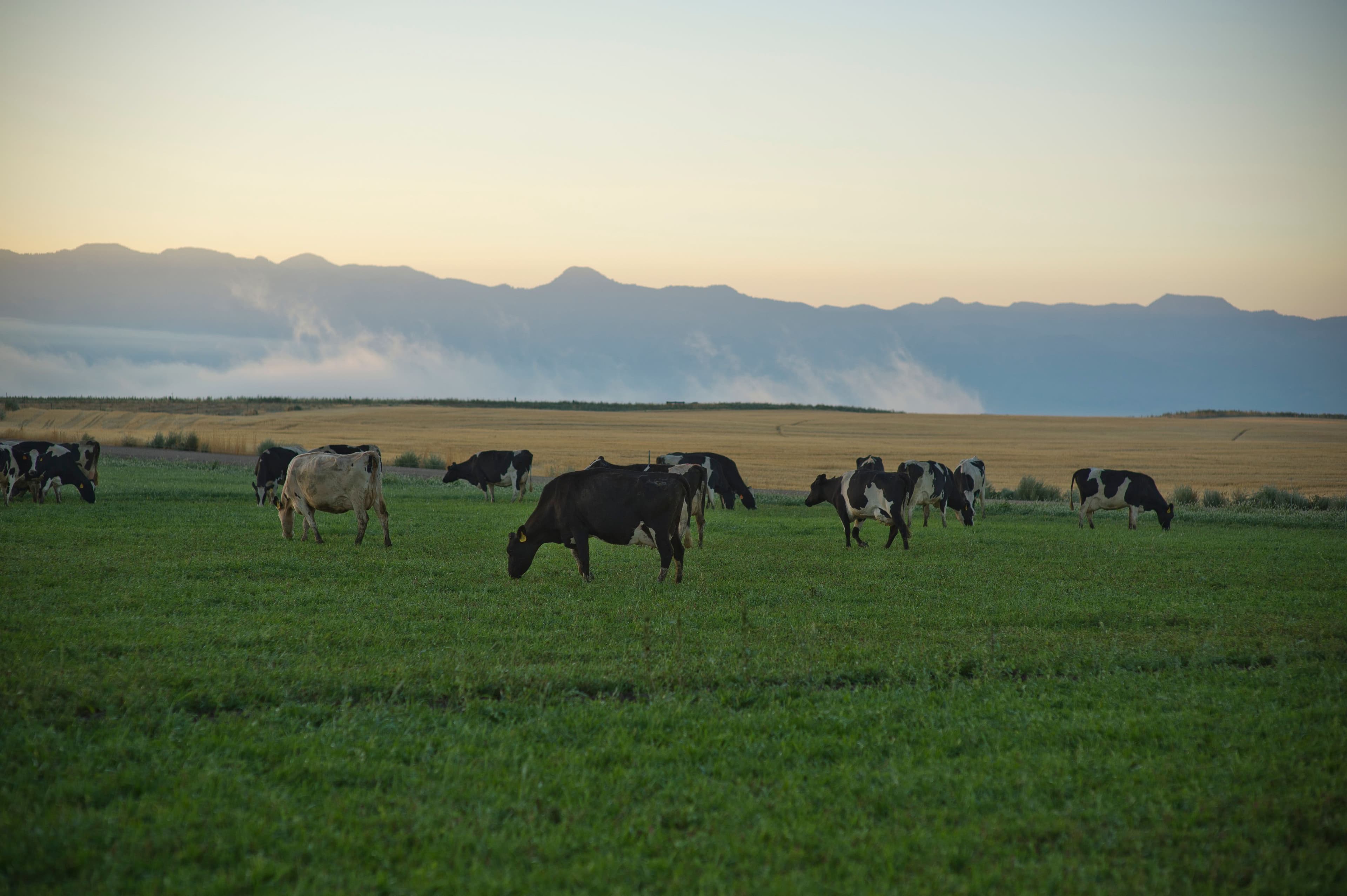 Cows grazing in a pasture