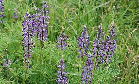 Kincaid's Lupine growing in a field.