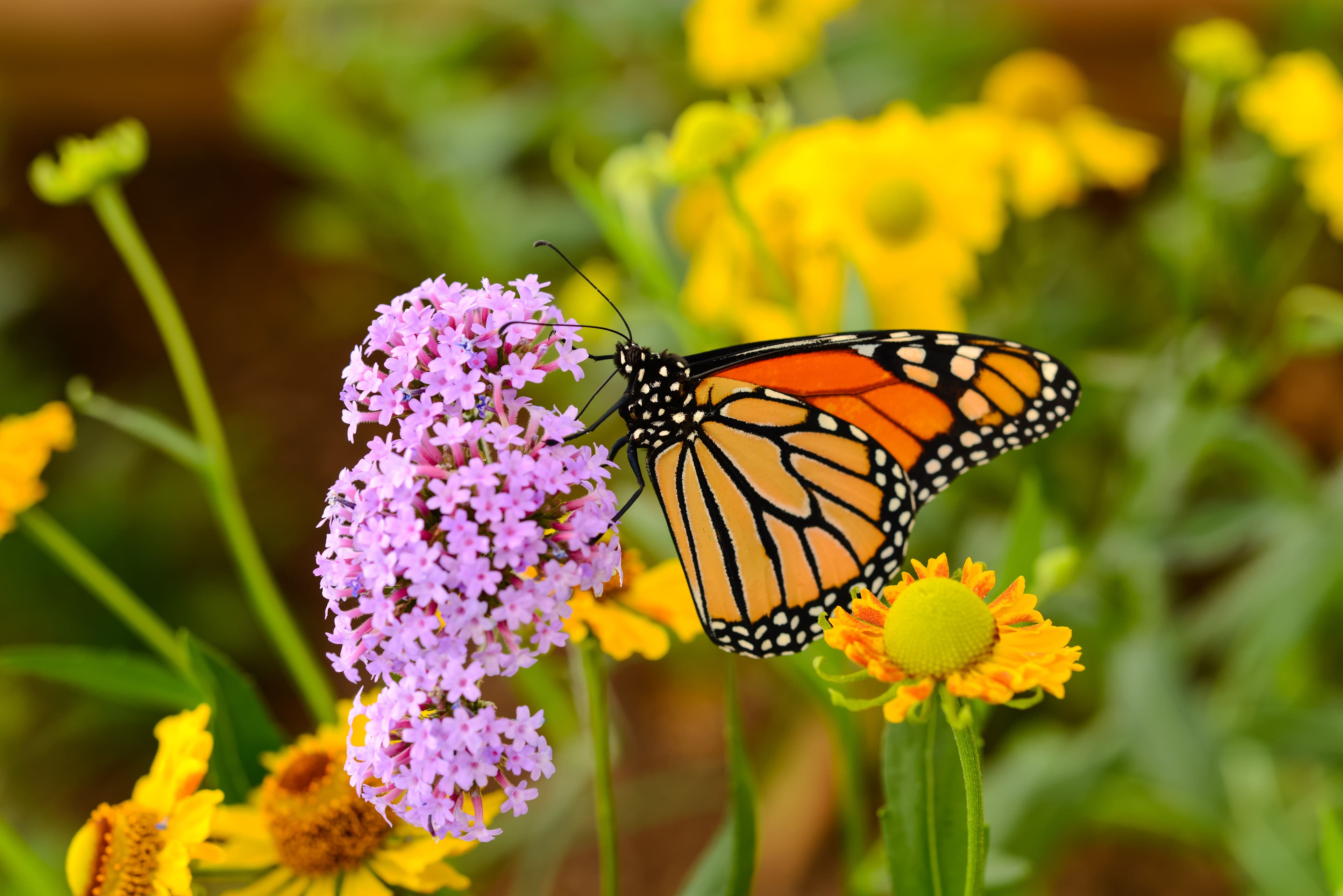 Monarch butterfly on a flower