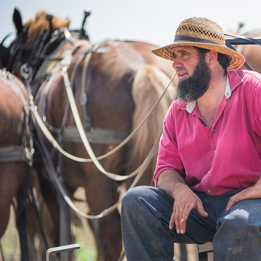 Organic Valley Amish Farmer with draft horses on the field