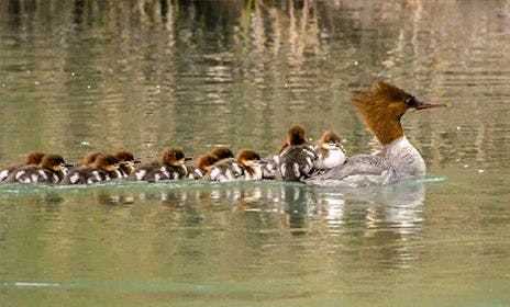 Mergansers swimming in a pond on an Organic Valley farm.
