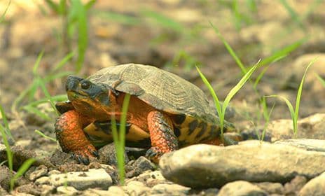Wood Turtle crawling on rocks