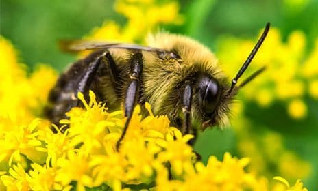 Squash bee on a flower