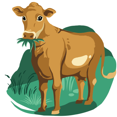 An illustrated cow chewing grass.