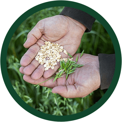 Organic oats in a farmer's hands.
