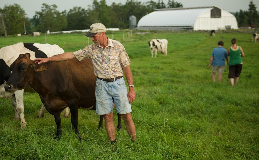 A farmer standing in the pasture with cows.