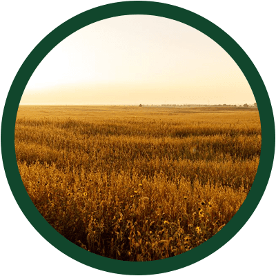 Soft light coming through organic oat fields.