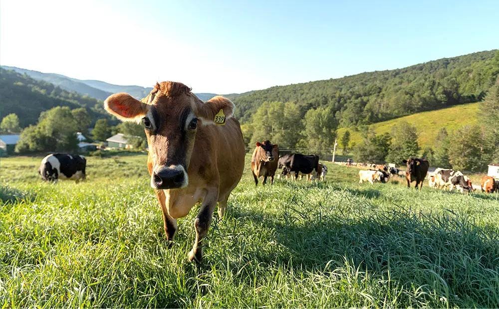 A brown cow standing in a pasture