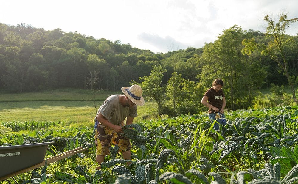 Justin and Michelle Trussoni harvesting produce on their Organic Valley farm.