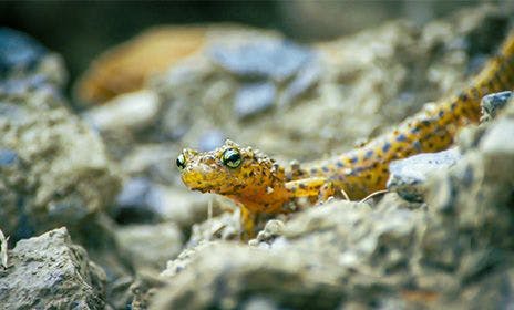 Eastern Long-Tailed Salamander standing on some rocks.